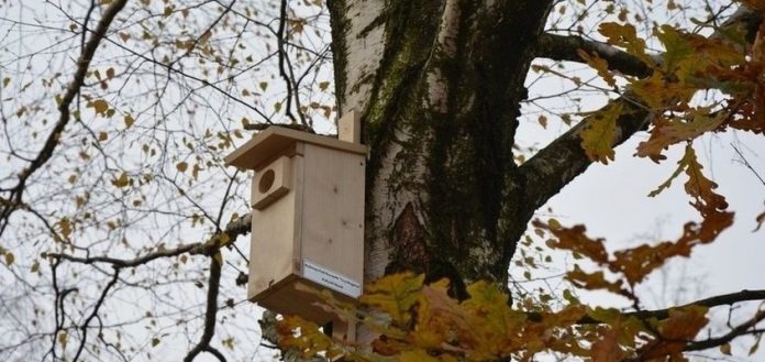 Wodzisław, Trzy Wzgórza: Budki lęgowe dla ptaków